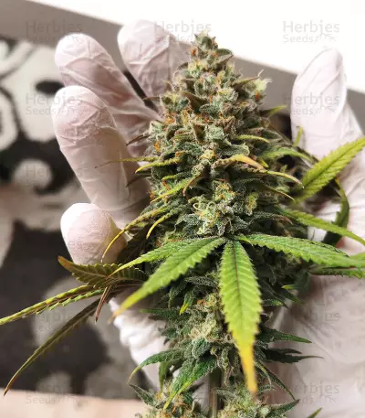 Amnesia Lemon Kush (Original Sensible Seeds) Cannabis-Samen
