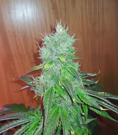 Banana Bomb (Bomb Seeds) Cannabis-Samen