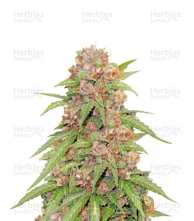 Beginner Auto Mix Samen feminisiert (Herbies Seeds)