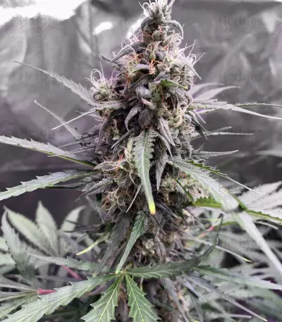 Big Bud Autoflower strain