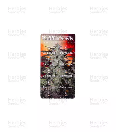 Buddha Deimos Auto (Buddha Seeds) Cannabis-Samen