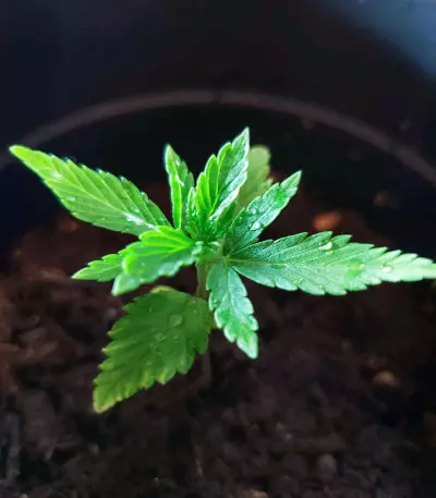 Diesel Berry Auto (Auto Seeds) Cannabis-Samen