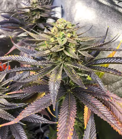 Dozywelly OG feminisierte Samen (AlphaFem Seeds)