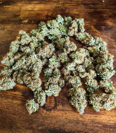 Gelato Glue Autoflower feminisierte Samen (EGS)