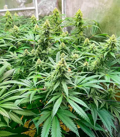 GG#4 Original Glue Fast Version feminisierte Samen (EGS)