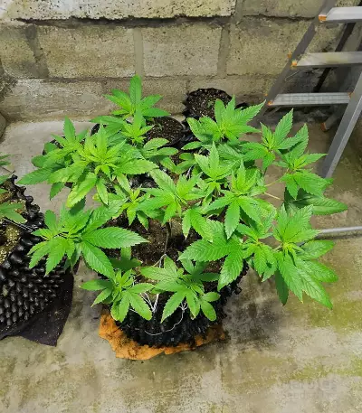 Gorilla Cookies Fast Flowering (Fast Buds)