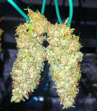 I'm Alive feminisierte Samen (AlphaFem Seeds)