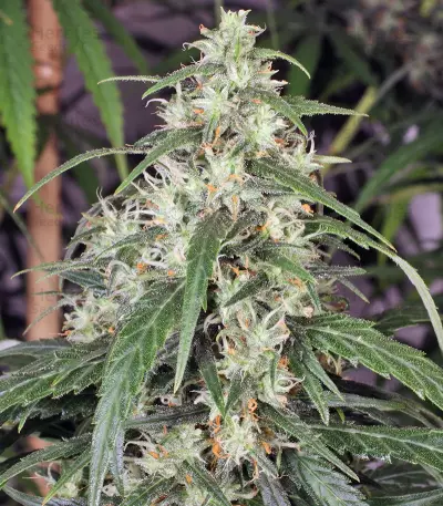 Mekong High (Dutch Passion) Cannabis-Samen