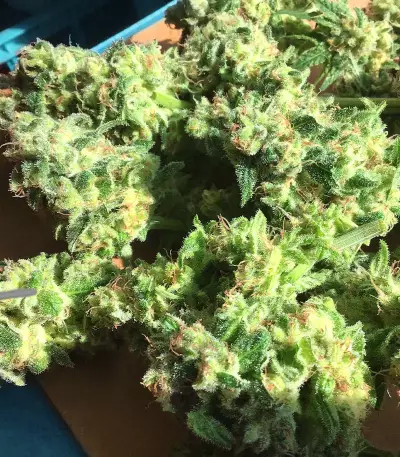 OG Kush (Kera Seeds) Cannabis-Samen