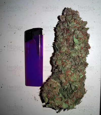 Purple Punch Cookies feminisierte Samen (Original Sensible Seeds)