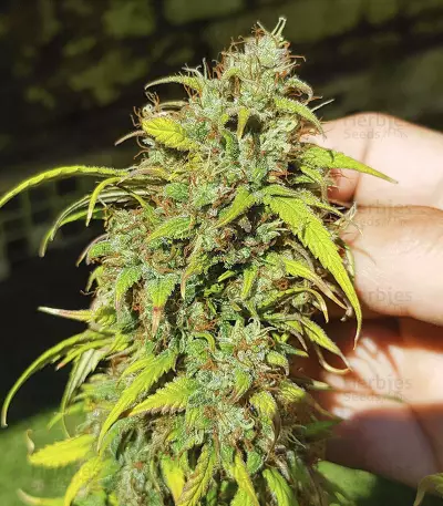 Skywalker Haze feminisierte Samen (Dutch Passion)