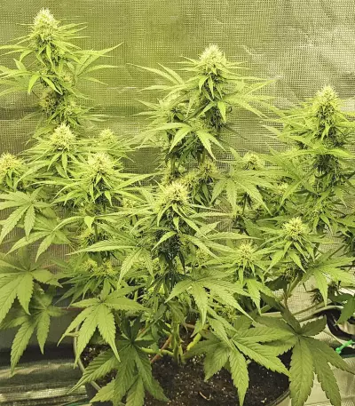 Skywalker Haze feminisierte Samen (Dutch Passion)