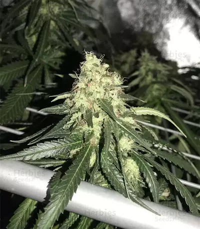 Afghan Skunk (Advanced Seeds) Cannabis-Samen