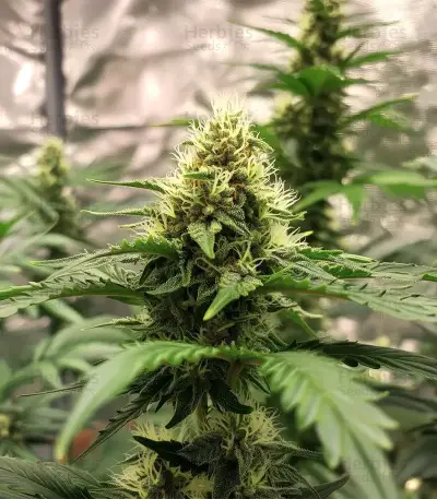 Auto Georgia Pie (Advanced Seeds)