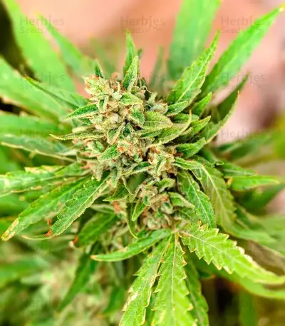 California Special (K.C. Brains Seeds)