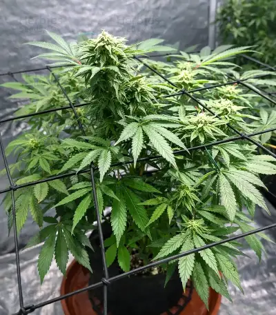 CBD Hammer Shark (CBD Botanic Seeds)