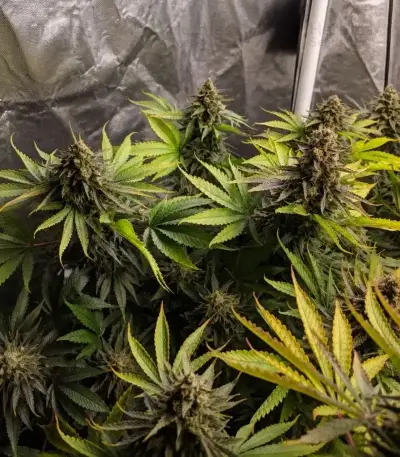 Frosted Guava (Original Sensible Seeds)