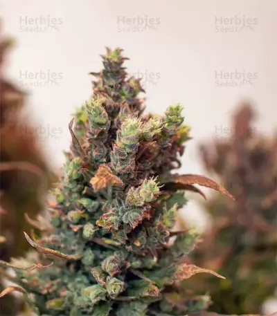 Gelato Auto feminisierte Samen (Fast Buds)