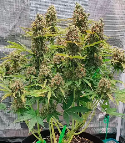 GG#4 Original Glue Auto feminisierte Samen (Fast Buds)
