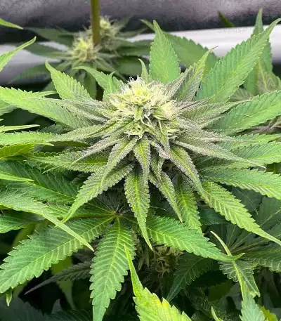 Granny Candy feminisierte Samen (Humboldt Seed Company)