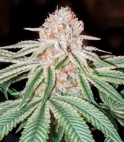 Kong's Krush (GHS)