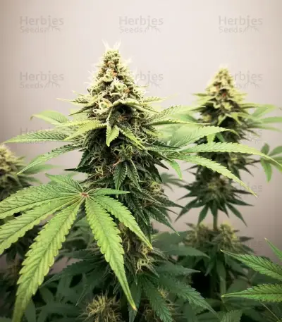 Mango (BlimBurn Seeds) Cannabis-Samen