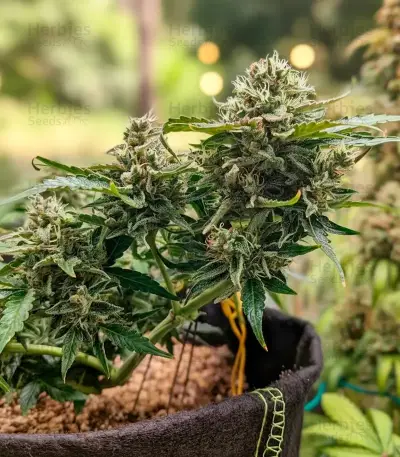 Mi 6 Auto (Flash Seeds) Cannabis-Samen