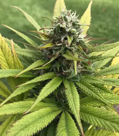 Pineapple Chunk feminisierte Samen (Barney’s Farm)