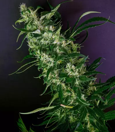 Purple Punch feminisierte Samen (Barney’s Farm)