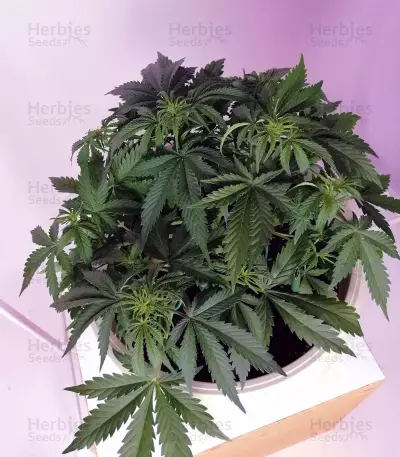 THC Bomb Auto (Bomb Seeds) Cannabis-Samen