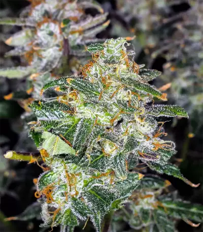 Trans Siberian Auto (Auto Seeds) Cannabis-Samen