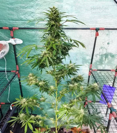 Tropicanna Poison F1 Fast Version feminisiertes Saatgut (Sweet Seeds)