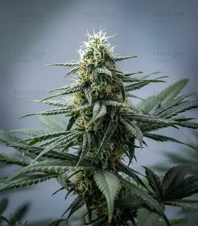 White Panther (White Snurf) (Ceres Seeds) Cannabis-Samen