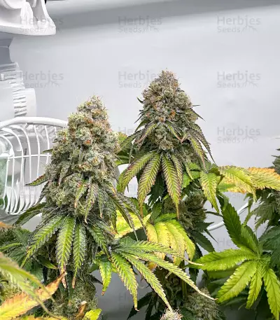 The White Fire OG feminisierte Samen (Seedkeepers)