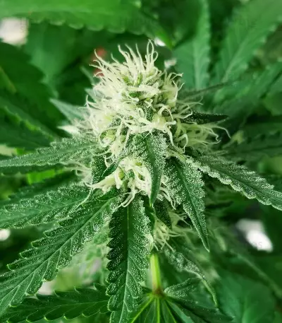 Violet Kush Auto (Garden of Green Seeds) Cannabis-Samen