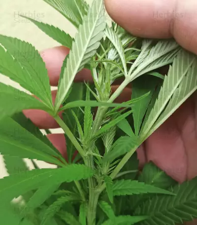Tatanka Pure CBD feminisiertes Saatgut (RQS)