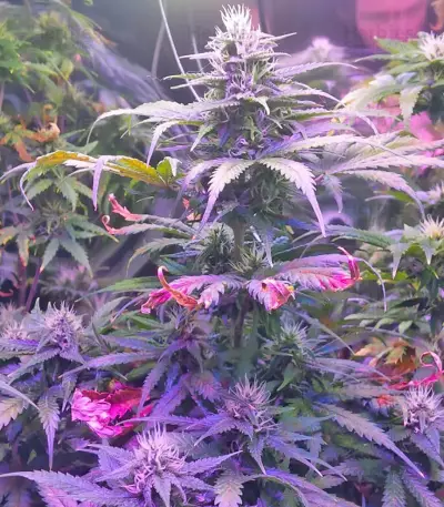 Tangerine Dream Auto (Barney's Farm) Cannabis-Samen
