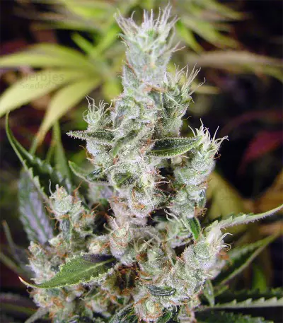 Amnesia Haze (Soma Seeds) Cannabis-Samen