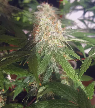 Auto Blueberry (Dutch Passion) Cannabis-Samen