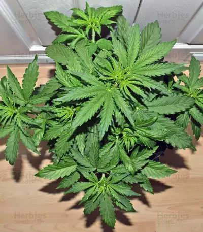 BCN Critical XXL Autoflower (Seedstockers) Cannabis-Samen