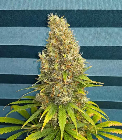 Black Jack (Sweet Seeds) Cannabis-Samen