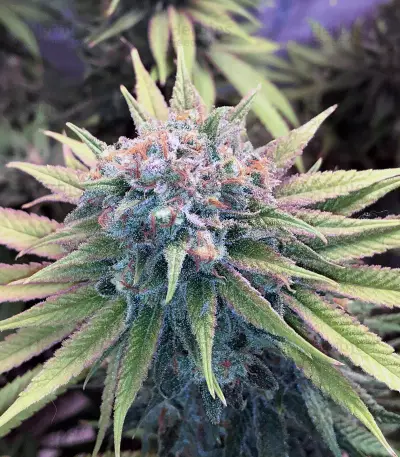 Blue Fire (Humboldt Seeds Organization) Cannabis-Samen
