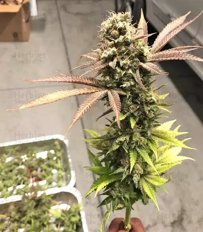 Blueberry Gum strain