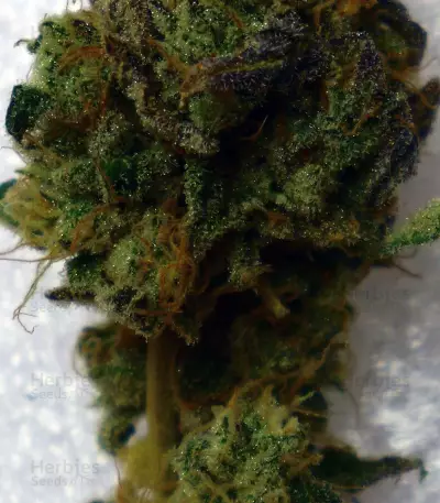 Brain Cake (Ripper Seeds) Cannabis-Samen