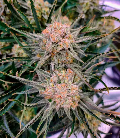 Bruce Banner Auto strain