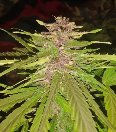 Bubba Gum Auto strain