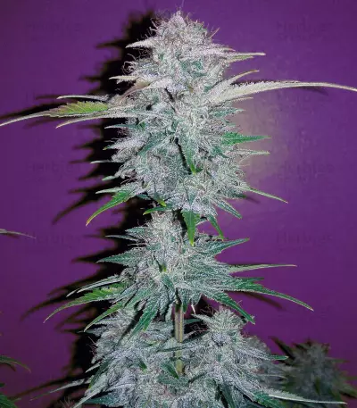 CBD Lemon Potion Auto (Barney's Farm) Cannabis-Samen