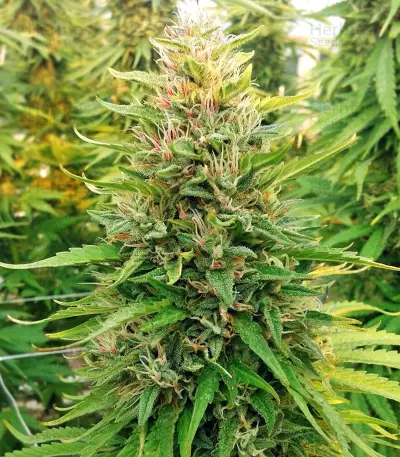 Early Bubba Hash (Ace Seeds) Cannabis-Samen