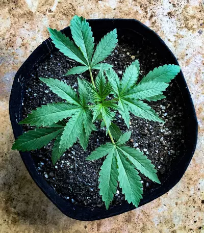 Girl Scout Cookies Auto (Original Sensible Seeds) Cannabis-Samen