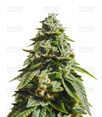 Glue Kripple (Dr. Krippling Seeds) Cannabis-Samen